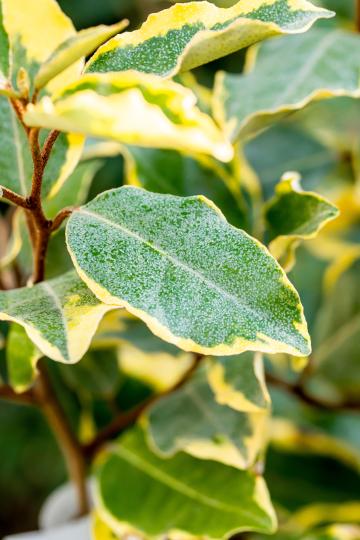 Elaeagnus ebbingei 'Limelight'