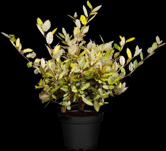 Elaeagnus pungens 'Maculata'