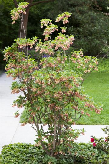 Enkianthus campanulatus