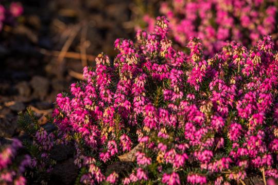 Erica carnea 'Myretoun Ruby'