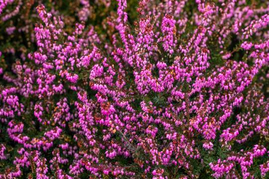 Erica darleyensis 'Kramer's Rote'