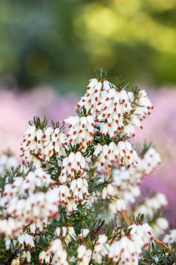 Erica darleyensis 'Silberschmelze'