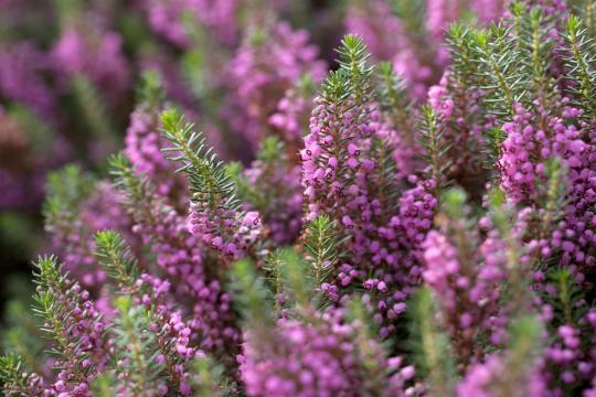 Erica vagans 'Mrs. D.F.Maxwell'