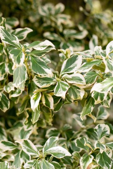 Euonymus fortunei 'Emerald Gaiety'
