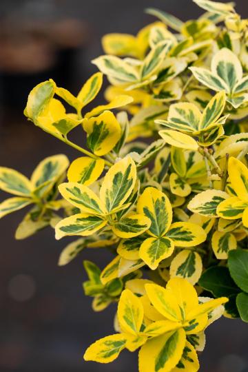 Euonymus fortunei 'Emerald 'n Gold'
