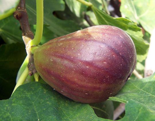 Ficus carica 'Brown Turkey'