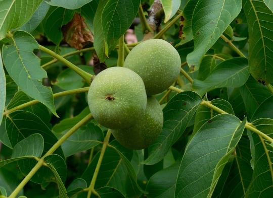 Juglans Regia 'Broadview'