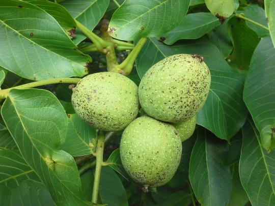 Juglans Regia