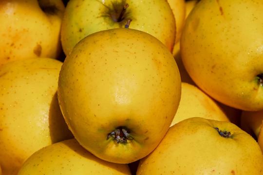Malus domestica 'Golden Delicious'