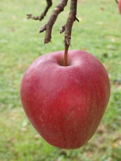 Malus domestica 'Gloster'