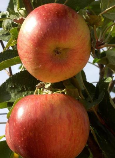 Malus domestica 'Idared'