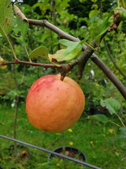 Malus domestica 'James Grieve'