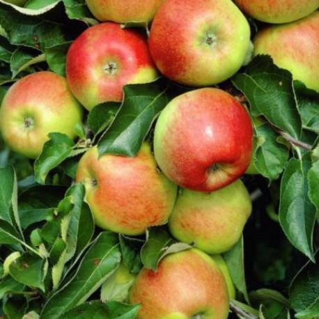 Malus domestica 'Jonagold'