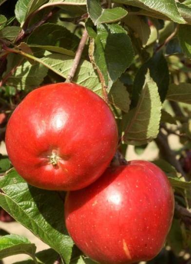 Malus domestica 'Melrose'