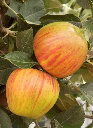 Malus domestica 'Reine des Reinettes'