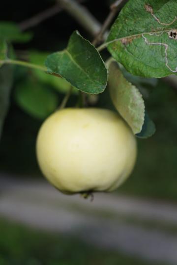 Malus domestica 'Transparante Blanche'