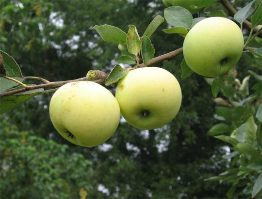 Malus domestica 'Yellow Transparent'
