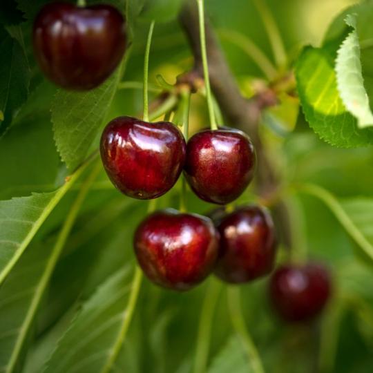 Prunus avium 'Bigarreau Burlat'