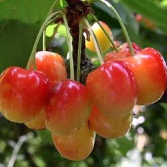 Prunus avium 'Bigarreau Napoleon'