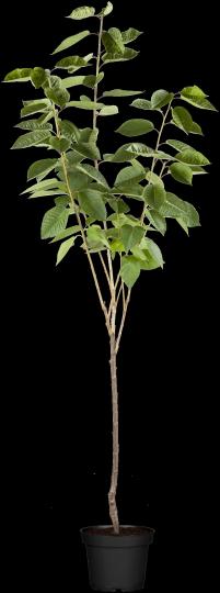 Prunus avium 'Schneider's'