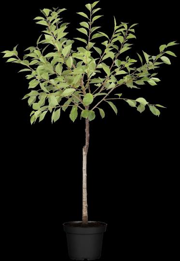 Prunus cerasus 'Morel'