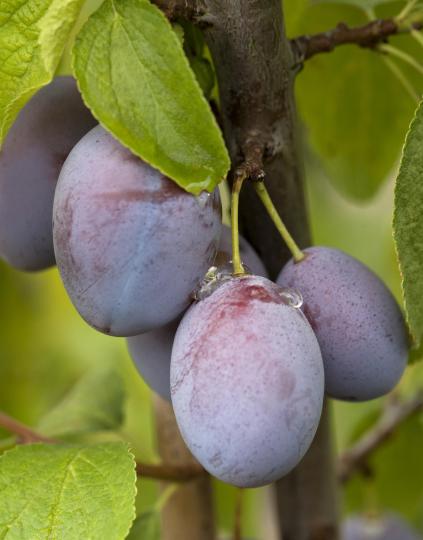 Prunus domestica 'Enk. Bakpruim'