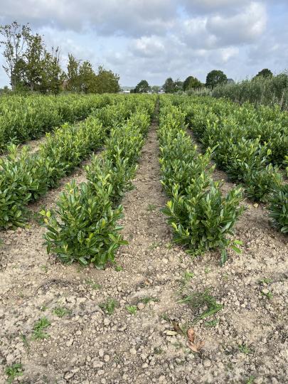 Prunus laurocerasus 'Rotundifolia'