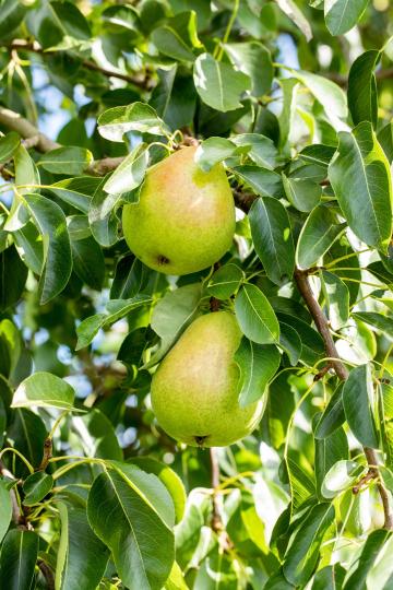 Pyrus communis 'Doyenne du Comice'