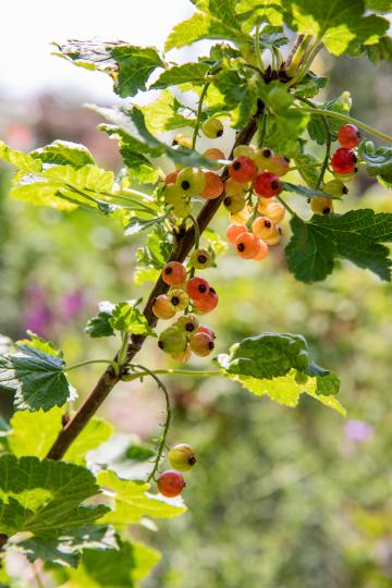 Ribes rubrum 'Rolan'