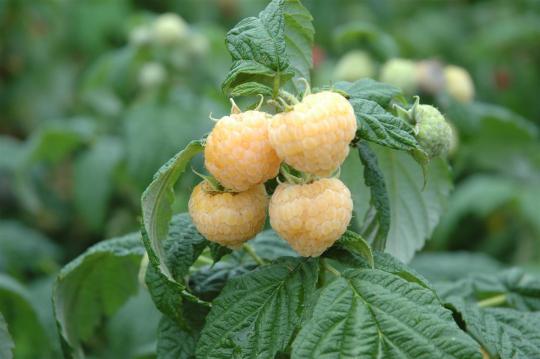 Rubus idaeus 'Fallgold'
