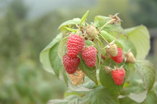 Rubus idaeus 'Zeva Herbsternte'