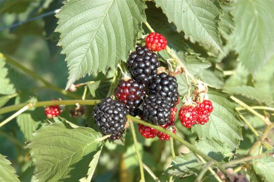 Rubus fruticosa 'Thornfree'