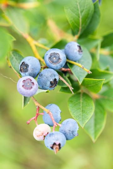 Vaccinium corymbosum 'Patriot'