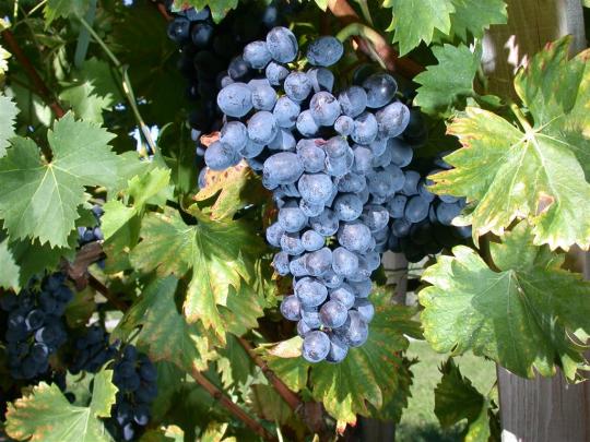 Vitis vinifera 'Bleu Précoce'