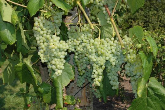 Vitis vinifera 'Grosse Perle de Hollande'