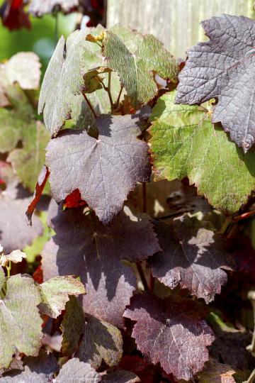 Vitis vinifera 'Purpurea'