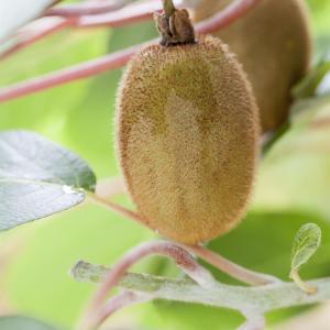 Actinidia chinensis deliciosa 'Atlas' (m)