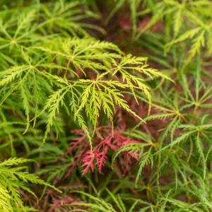 Acer palmatum 'Dissectum'