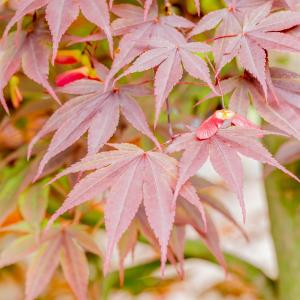 Acer palmatum 'Fireglow'