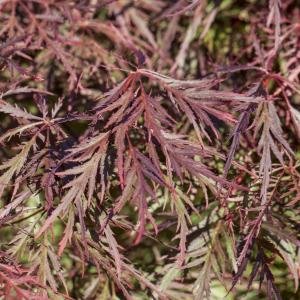 Acer palmatum 'Ornatum'