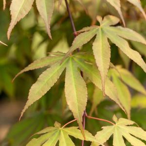 Acer palmatum 'Osakazuki'