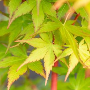 Acer palmatum 'Sangokaku'