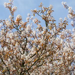 Amelanchier lamarckii