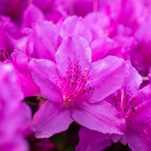 Azalea japonica 'Blaue Donau'