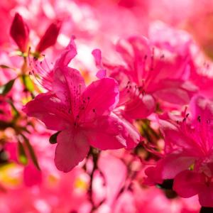 Azalea japonica 'Excelsior'