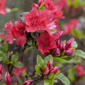Azalea japonica 'Gorbella'
