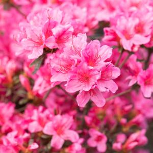 Azalea japonica 'Madame van Hecke'