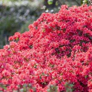 Azalea japonica 'Moederkensdag'