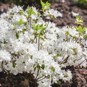 Azalea japonica 'Schneewitchen'