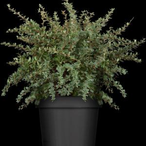 Berberis buxifolia 'Nana'